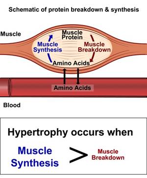 protein synthesis